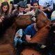 Image for article titled Olympic Field Guide: Rafalca, Ann Romney's Poor Horse